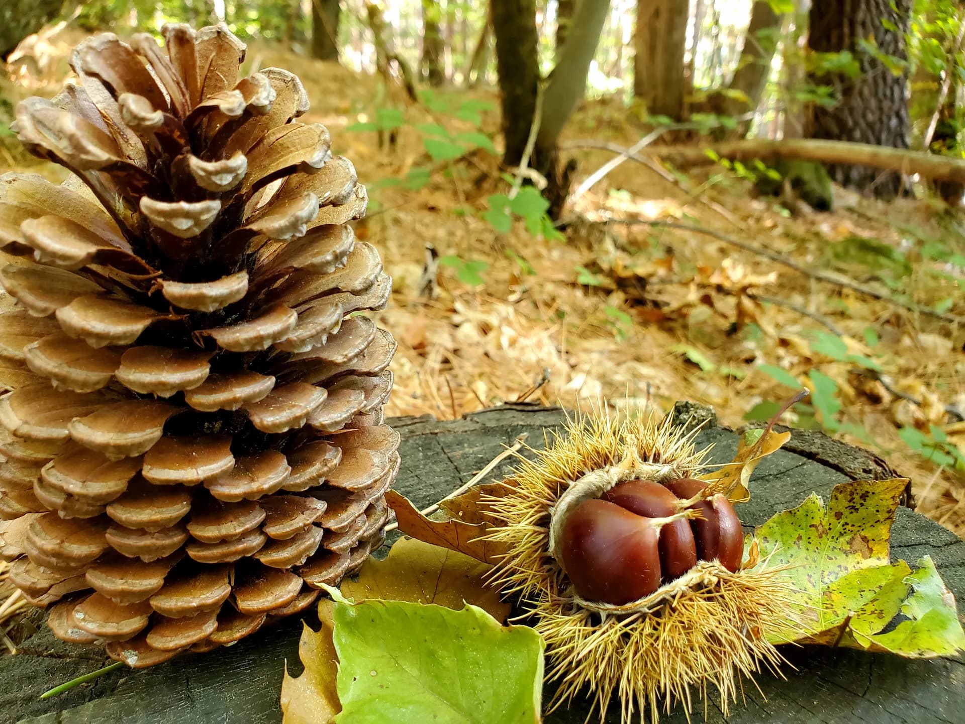 Environnement naturel préservé de l'Ardèche